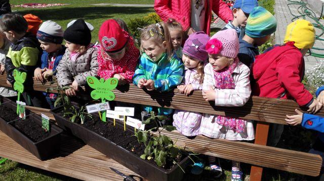 III URODZINY NIEZAPOMINAJKI  w Przedszkolu Miejskim nr 12  UROCZYSTE OTWARCIE OGRÓDKA WARZYWNEGO