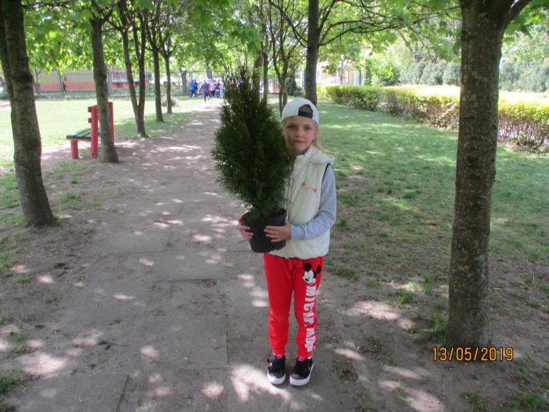 Przedszkolaki sadzą krzewy