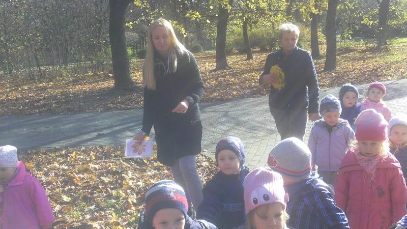W poszukiwaniu klonu, dębu i kasztanowca.