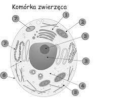 Schematy komórek w kl. 5