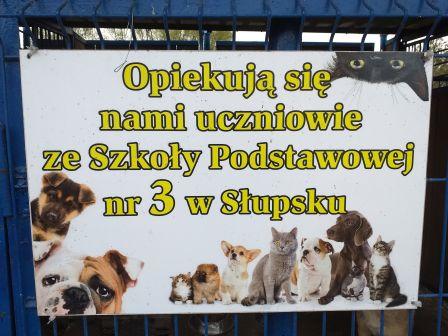 Wirtualna adopcja psa