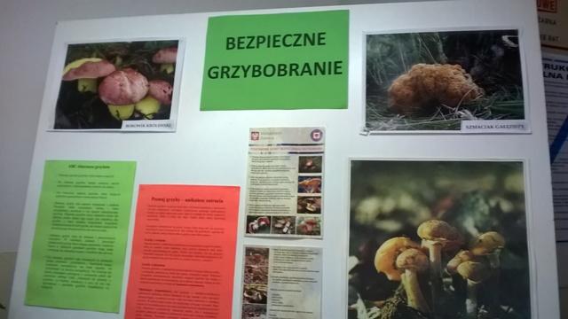 Żywa lekcja przyrody – bezpieczne grzybobranie