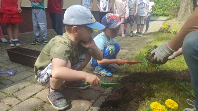 Tygryski sadzą kwiatki w naszym przedszkolnym ogródku