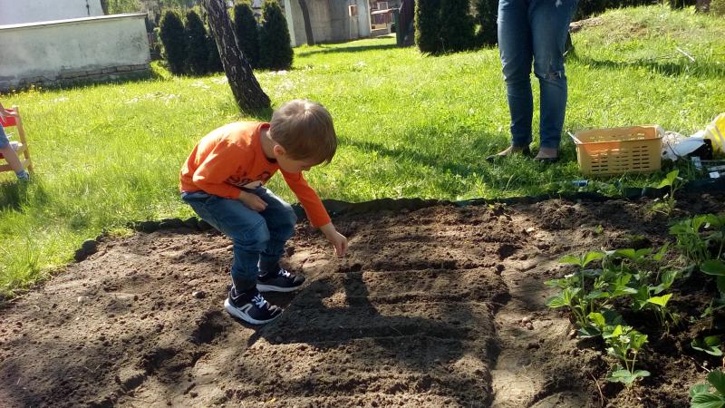 Koniczynki w ogrodzie przedszkolnym.