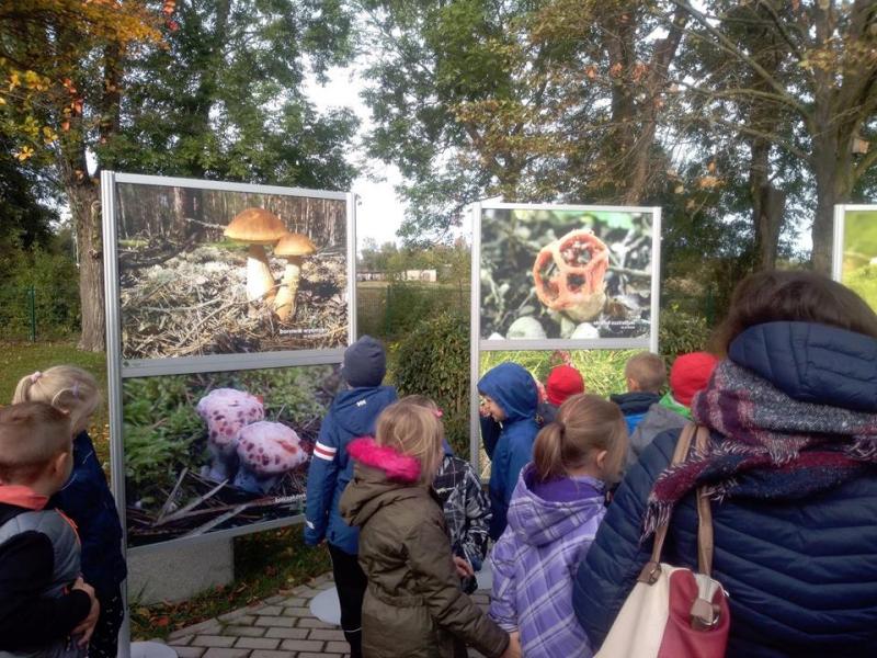 Klasy II na wystawie grzybów