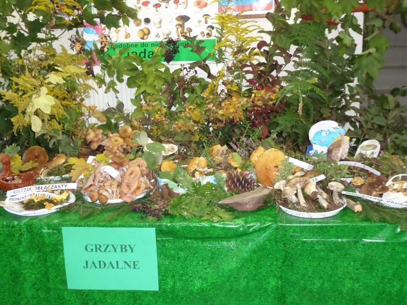 WYSTAWA GRZYBÓW JADALNYCH I NIEJADALNYCH
