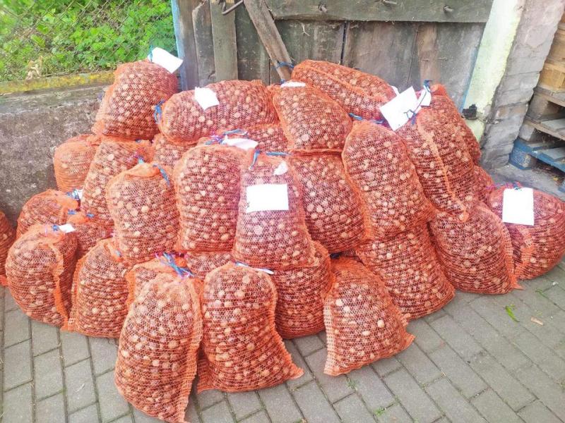 Akcja KASZTANOBRANIE