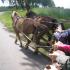 Wycieczka do Runowa, gr. III i IV; 02-06-2015 (galeria: 52)