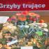 Wystawa grzybów w Dolinie Słupi (galeria: 4)