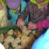 Starszaki u kurczaków, gr. IV; 19-04-2015 (galeria: 3)