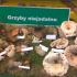 Wystawa grzybów w Dolinie Słupi (galeria: 3)