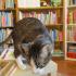 ,,Stokrotki''z wizytą w bibliotece (galeria: 21)
