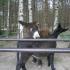,,Motylki''w Dolinie Charlotty (galeria: 27)