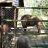 Wycieczka do Doliny Charlotty - zwiedzanie ZOO oraz Krainy Bajek - 20.05.2014 r. (galeria: 2)