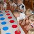 Ćwiczenia gimnastyczne: gr. IV; 22.04.2014 (galeria: 2)