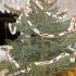 Łańcuch na choinkę: gr. III; 11.12.2013 (galeria: 8)