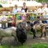 Wycieczka do "Leśnego Kota": gr. III; 10.06.2014 (galeria: 4)