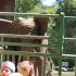WYCIECZKA DO ZOO W GDAŃSKU