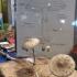 Wycieczka na wystawę grzybów (galeria: 5)