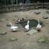 ,,Motylki''w Dolinie Charlotty (galeria: 12)