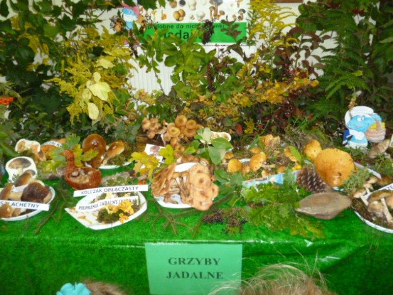 WYSTAWA GRZYBÓW